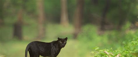 Kabini gives an opportunity for sighting highly endangered Black Panther.