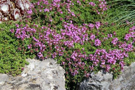 Australian Grow Guide Creeping Thyme Ultimate Backyard