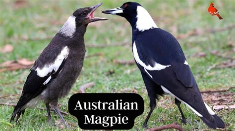 Beauty Of The Australian Magpie Magpie Lark Oriental Magpie Robin