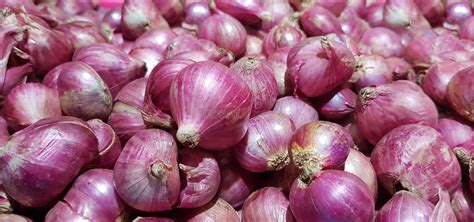 Group Of Shallots Onion Fresh Purple Shallots Or Allium Cepa Close Up