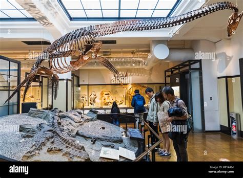 Futabasaurus hi-res stock photography and images - Alamy