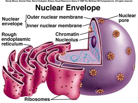 Animal Nucleus cell : Biological Science Picture Directory – Pulpbits.net