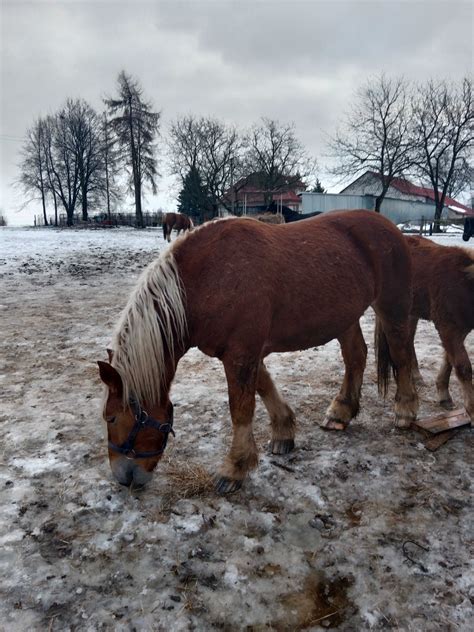 Klacz Zimnokrwista W Typie Sztumskim Sulis Awice Olx Pl