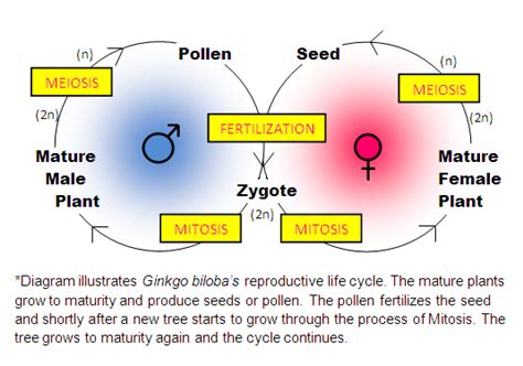 Ginkgo Biloba The Maidenhair Tree Improving Health One Person At A Time Reproduction