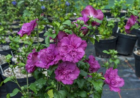 Rose Of Sharon Ultimate Growing And Care Guide Proven Winners