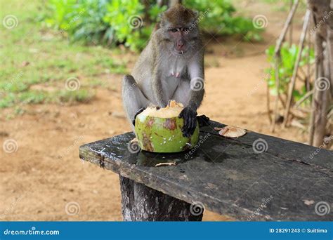 Monkey Eat Coconut Stock Image Image Of Mammal Asia 28291243