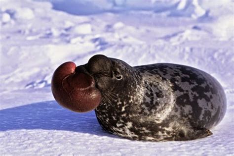 Los búhos no tienen buche on Twitter Foca gris Halichoerus grypus