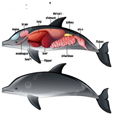 Internal Anatomy Of A Dolphin With Label Living Body Diagram Vector ...