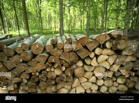 Pile Of Cut Logs In The Forest Stock Photo Alamy