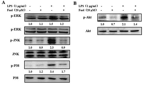 Fucoxanthinol Inhibited Lps Induced Phosphorylation Of Mapks And Akt