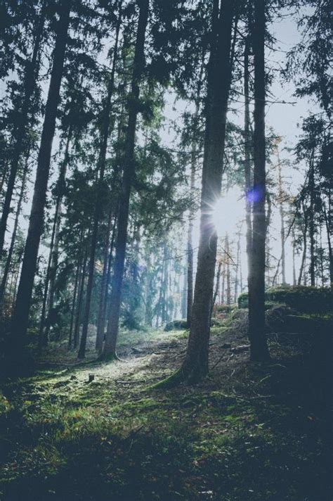 Kostenlose Hintergrundbilder Himmel Licht Fir Gemäßigten Nadelwald