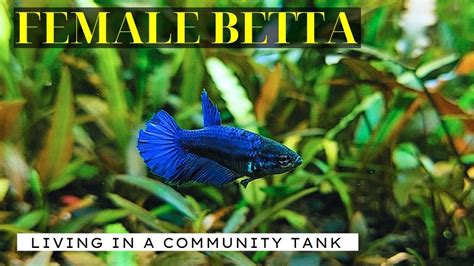 Stunning FEMALE BETTA Community Tank Care Maintenance And Tank Mates