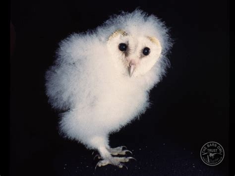 Barn Owl Photos The Barn Owl Trust