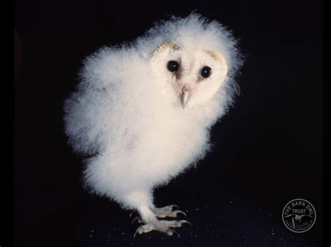 Owlet identification and ageing - The Barn Owl Trust