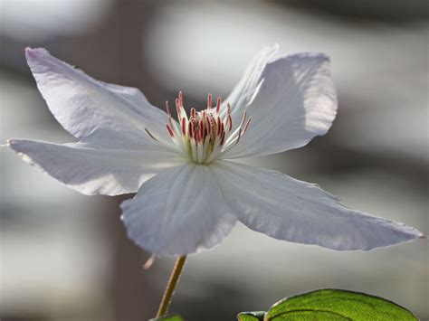 Clematis Jackmanii Alba Clematis X Jackmanii Alba Baumschule