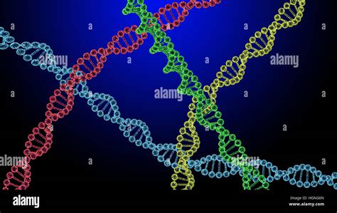 Chromosom Dna Fotos Und Bildmaterial In Hoher Aufl Sung Alamy