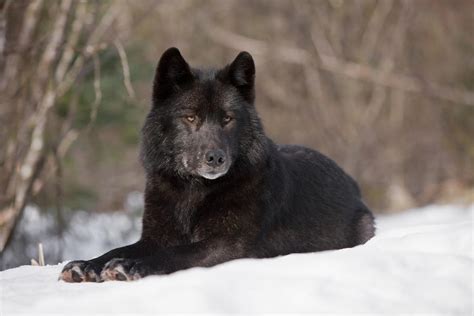 Image - Black-wolf-john-hyde.jpg - YoungOnesPack Wiki