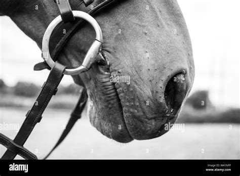 Brown Horse Close Ups Horse Brown Horse Stock Photo Alamy