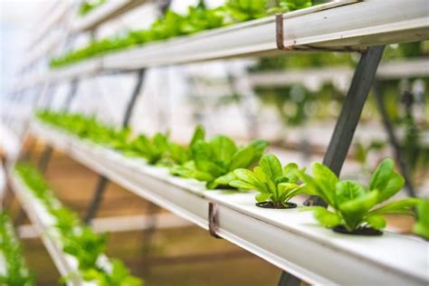 Hydroponics Vs. Aquaponics: What Is The Difference?