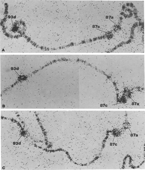 In Situ Hybridization Of 35s Labeled 93d Intron And Hspt0 Antisense Rna