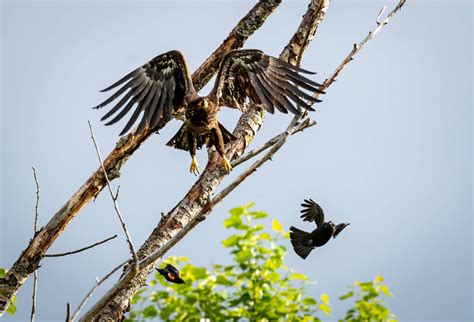 Juvenile bald eagle being chased off by a crow and red wing blackbird