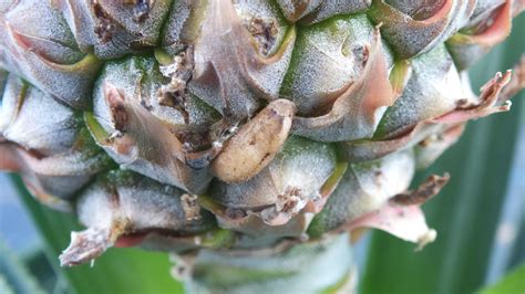 Broca Do Fruto Do Abacaxi Strymon Megarus Portal Embrapa