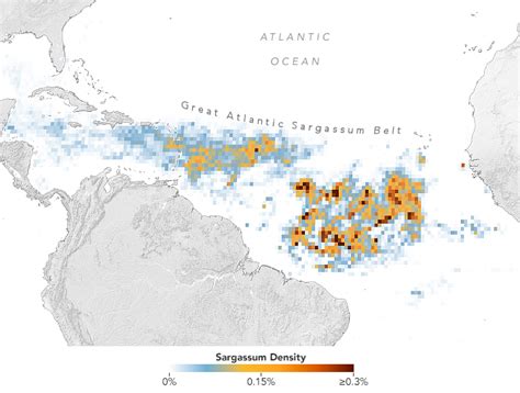 Sargassum Seaweed Map Jolie Madelyn