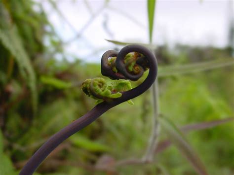 Dror Bar-Natan's Image Gallery:Plants:Hawaiian Fern:Hawaiian Fern (2)