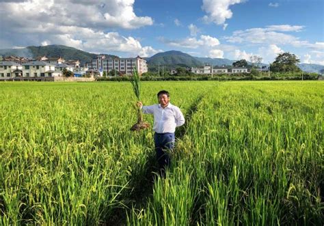 China And Uganda Farmers Switch To Cost Saving High Yielding Perennial Rice