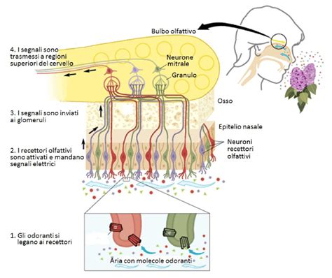 Struttura E Funzione Del Bulbo Olfattivo Il Bulbo Olfattivo Trasmette