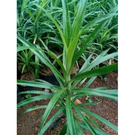 Jual Tanaman Daun Suji Pewarna Alami Shopee Indonesia