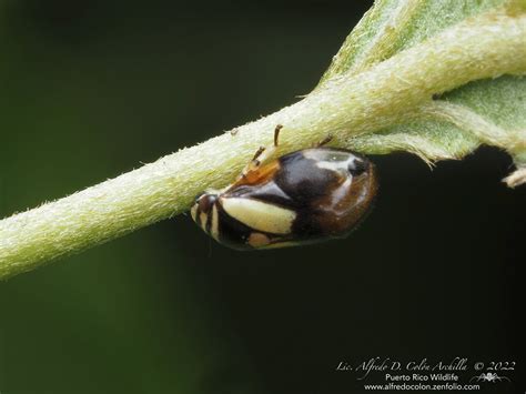 Minnesota Seasons Dogwood Spittlebug
