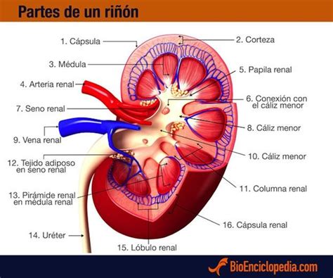 Kidney anatomy arterial supply function common kidney diseases – Artofit