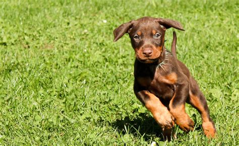 Doberman Puppy By Doberman4life On Deviantart