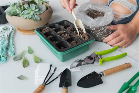 How To Propagate Plants A Guide To Plant Cuttings Grocycle