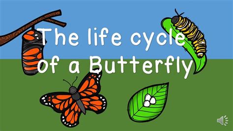 The Amazing Metamorphosis From Caterpillar To Butterfly