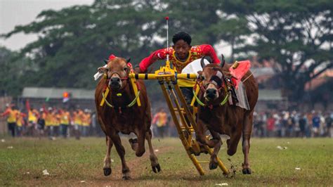 Tradisi Madura Kearifan Lokal Dan Budaya Yang Kaya