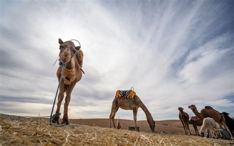 From Marrakech Agafay Desert Tour With Lunch And Camel Ride