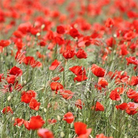 Coquelicot Falling In Love Pavot Des Moissons Papaver Rhoeas