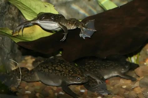 African Clawed Frog Facts Diet Habitat And Pictures On Animaliabio