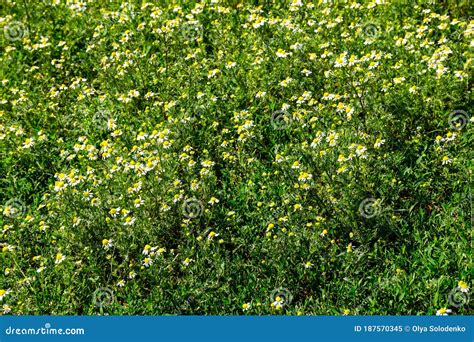 Campo De Flores Da Camomila Oficial Matricaria Chamomilla Imagem De