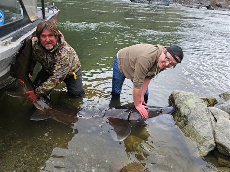 Hells Canyon Reservoir The Sturgeon Bite Is On April