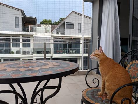 Cat Safety Cat Proof Your Balconies — The Cat People Sg Cat