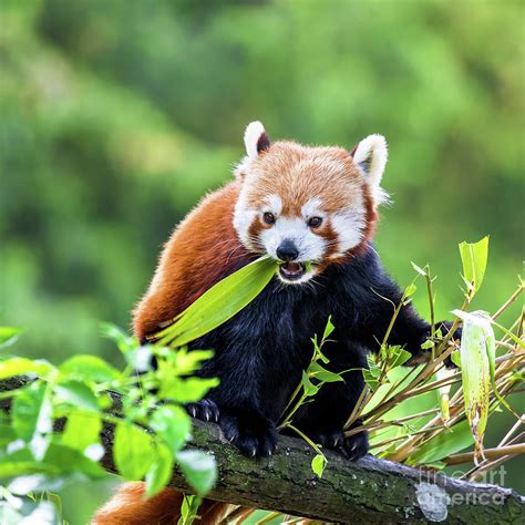 Red Panda Eating Habits