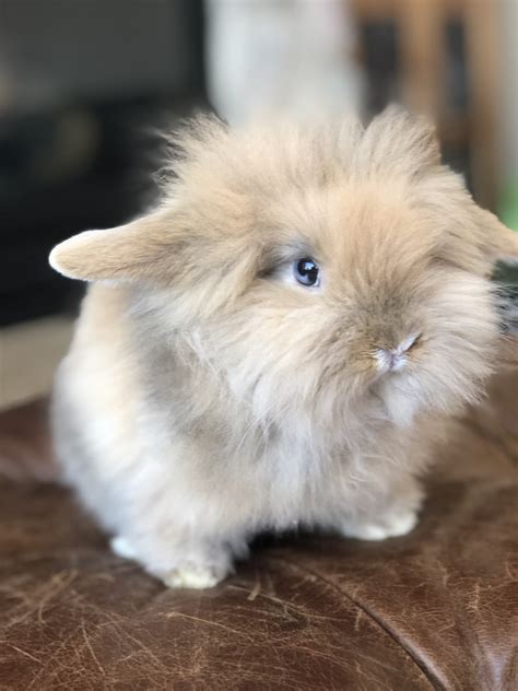 Holland Lop Rabbits For Sale Hudson Wi