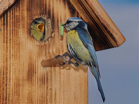 Fütterung Der Jungen Blaumeisen Foto And Bild Tiere Wildlife Wild Lebende Vögel Bilder Auf