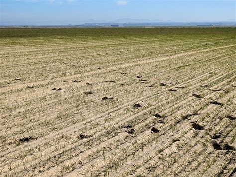 Geología desde Ávila on Twitter VeneroClaro en AytoNavaluenga