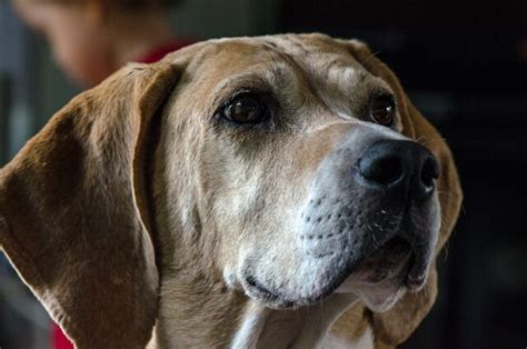 Il Cane Salta La Recinzione Per Raggiungere La Spiaggia Ma Non Tutto Va