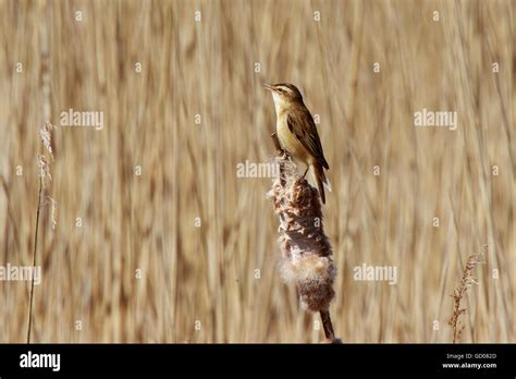 Sedge Warbler Acrocephalus Schoenobaenus Adult Male Singing From