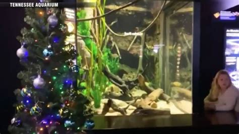 It’s eel-ectric: Christmas tree at Tenn. aquarium powered by electric ...